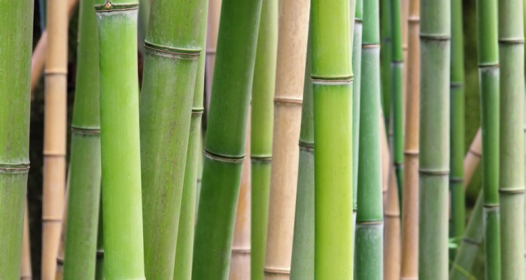Izgalmas bambuszfajták