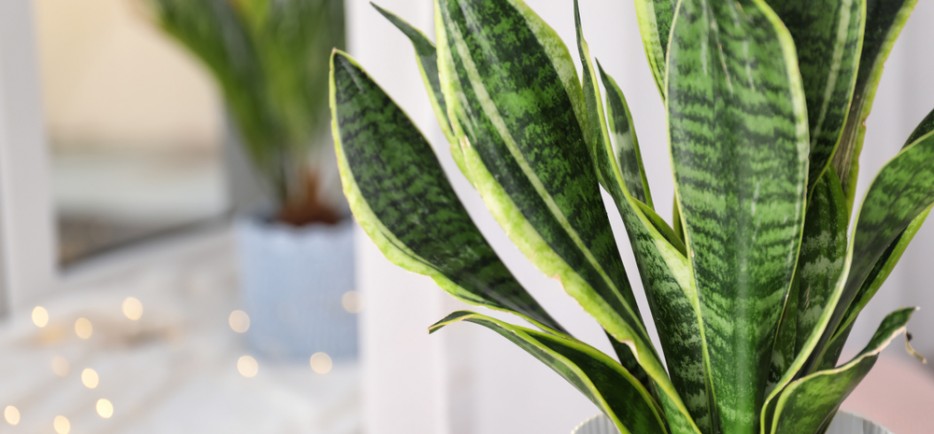 6+1 növény, ami tisztítja a lakás levegőjét