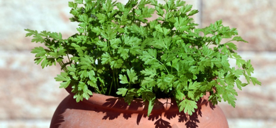 Egy igazi tavaszi kedvenc: a zamatos turbolya termeszt&eacute;se