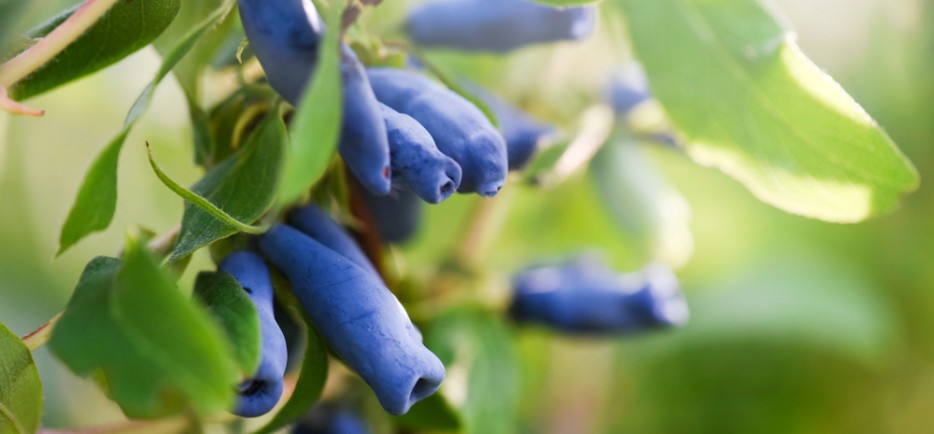 Ültessünk immunerősítő mézbogyót a kertbe!