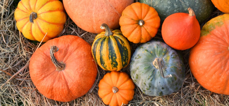 A sütőtök termesztése nem nagy ördöngösség!