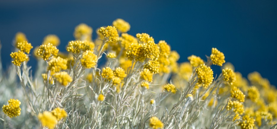 A curryfű termesztése