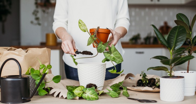 A szoban&ouml;v&eacute;nyek tavaszi &aacute;t&uuml;ltet&eacute;se