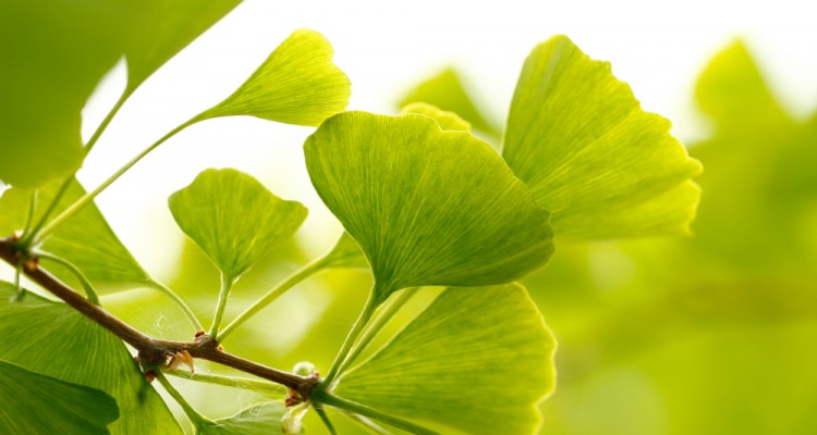 A p&aacute;fr&aacute;nyfenyő &uuml;ltet&eacute;se, gondoz&aacute;sa