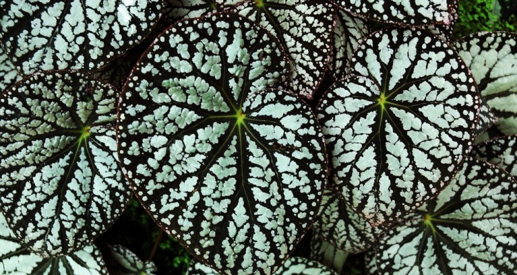 &Iacute;gy gondozzuk a beg&oacute;ni&aacute;kat