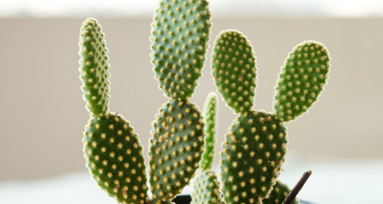 A pomp&aacute;s f&uuml;gekaktusz gondoz&aacute;sa