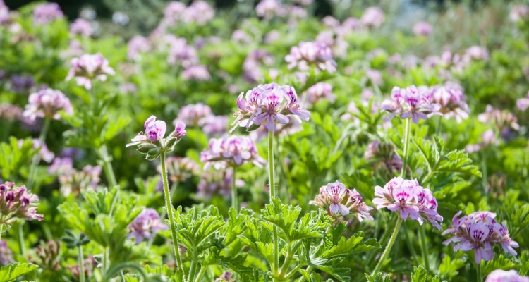 Ezeket a n&ouml;v&eacute;nyeket &uuml;ltess&uuml;k a sz&uacute;nyogok t&aacute;voltart&aacute;s&aacute;ra a kertbe