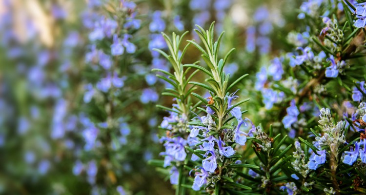 N&ouml;v&eacute;nyek a kert d&eacute;li fekv&eacute;sű, napos r&eacute;sz&eacute;ben