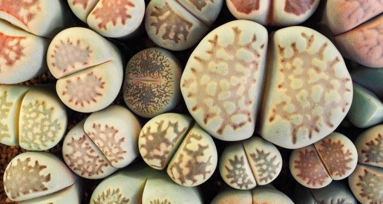 Gyerekj&aacute;t&eacute;k a gondoz&aacute;sa: kavicskaktuszt a lak&aacute;sba