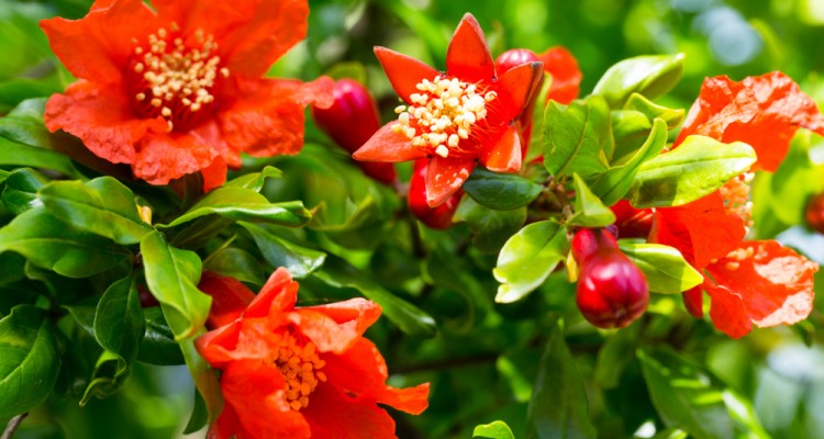 Hogyan szapor&iacute;that&oacute; a gr&aacute;n&aacute;talma?