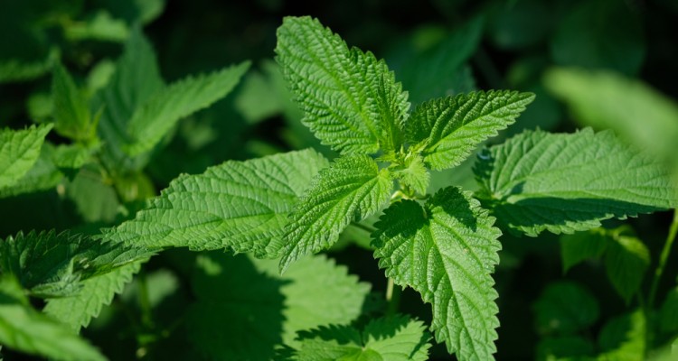 Csal&aacute;n a kertben - t&ouml;bb mint egy gyomn&ouml;v&eacute;ny