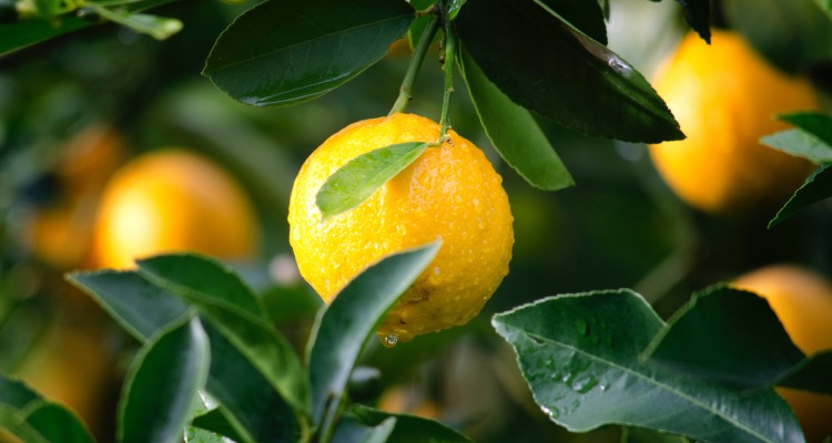 Mediterrán hangulatban: a citrom termesztése