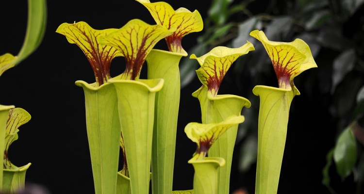 S&aacute;rga k&uuml;rtvir&aacute;g, az egzotikus sz&eacute;ps&eacute;g