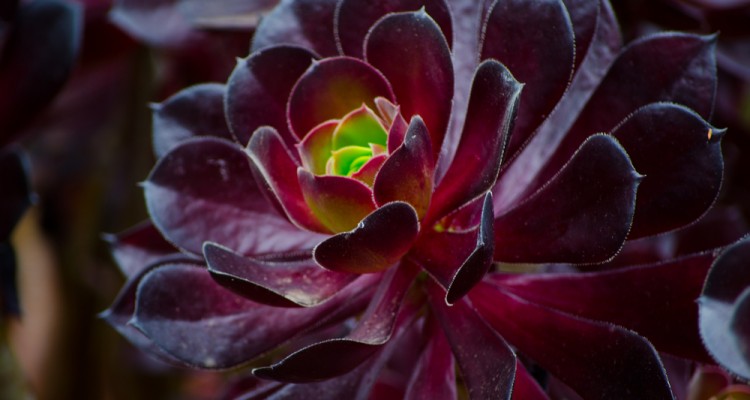 Az egyik legk&uuml;l&ouml;nlegesebb szoban&ouml;v&eacute;ny, a f&aacute;sk&ouml;vir&oacute;zsa gondoz&aacute;sa