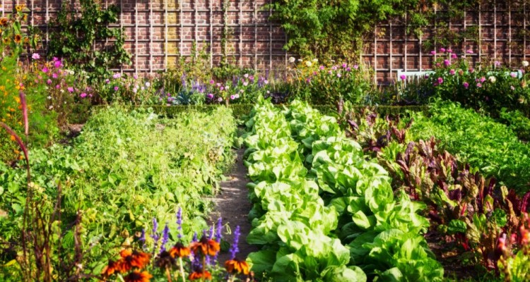 Permakultúra - okos kert, lusta kertészeknek