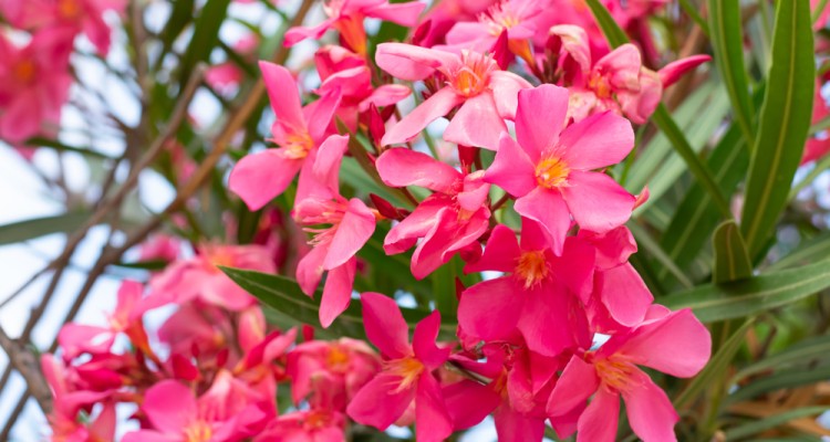 Mikor ker&uuml;lhetnek ki a szabadba a mediterr&aacute;n &eacute;s tr&oacute;pusi n&ouml;v&eacute;nyek?