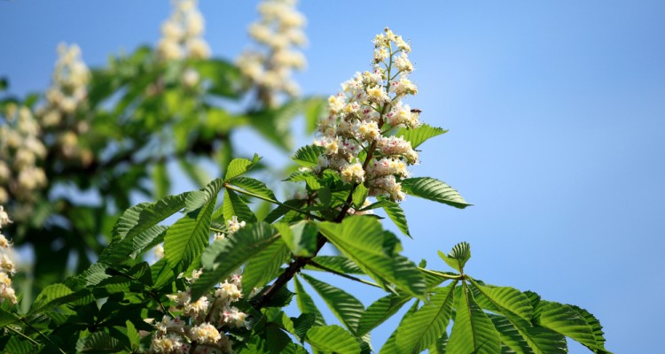 A vadgesztenye gondoz&aacute;sa