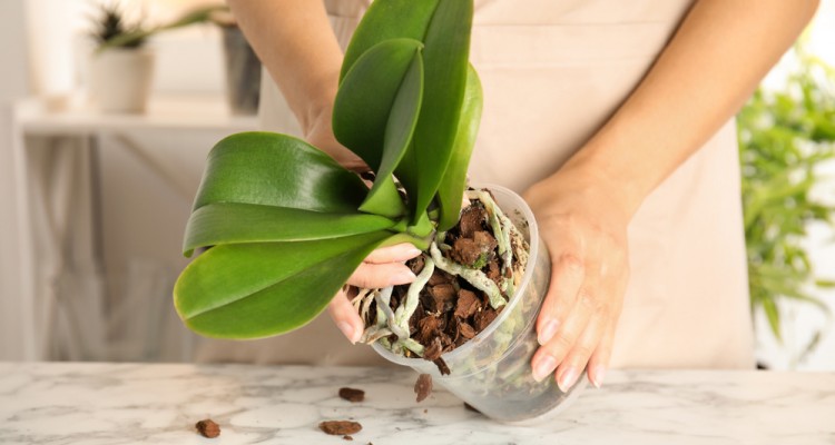 Az lepkeorchide&aacute;k &aacute;t&uuml;ltet&eacute;se