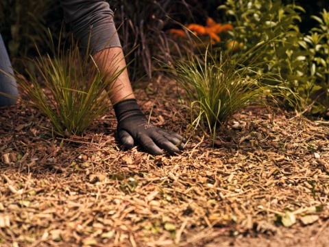 4 tipp, hogy kerti növényeink átvészeljék a nyári kánikulát